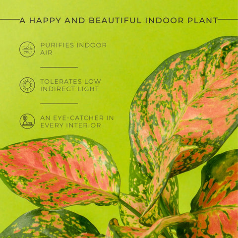 Aglaonema Pink Valentine Plant