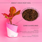 Aglaonema Lipstick Plant With Self Watering Pot