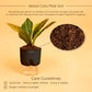 Croton Petra Plant with Self-Watering Pot
