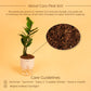 Zamioculcas Zamiifolia-Zamia (ZZ) Plant With Self Watering Pot