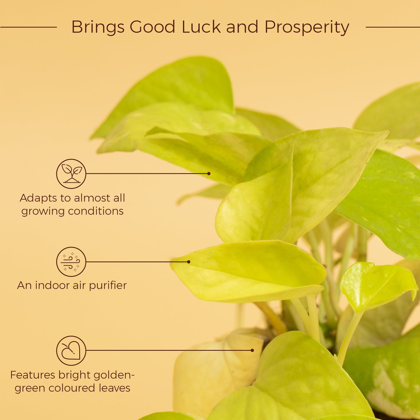 golden money plant benefits