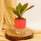 Croton Petra Plant with Self-Watering Pot