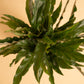 Calathea Rufibarba Plant with Self Watering Pot
