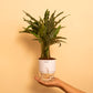 Calathea Rufibarba Plant with Self Watering Pot