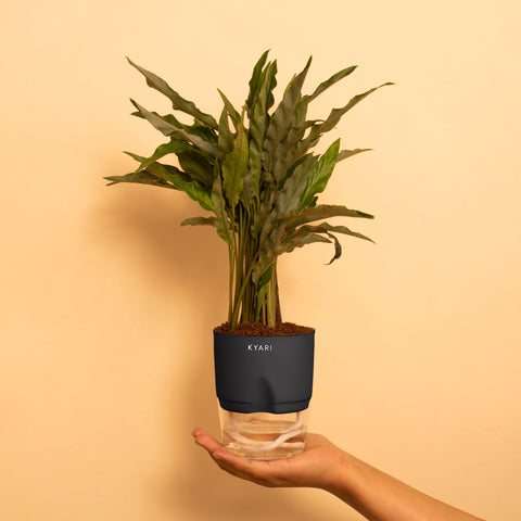 Calathea Rufibarba Plant