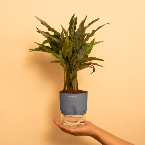 Calathea Rufibarba Plant