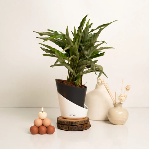 Calathea Rufibarba Plant