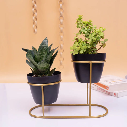 2 Exquisite Metal Pots with Double Golden Stand