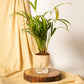 Areca Palm Plant with Self-Watering Pot