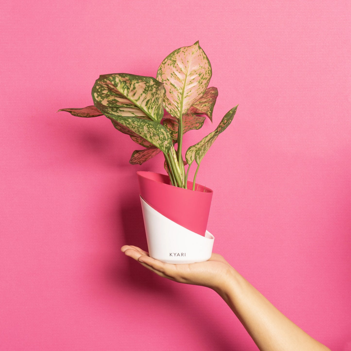 Aglaonema Pink Valentine with Self-Watering Pot