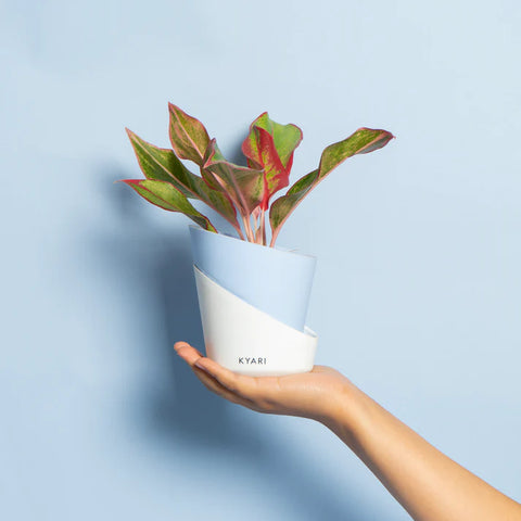 Elite Collection Combo of Baby Blue Self-Watering Pots