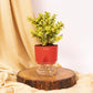 Jade Plant With Self Watering Pot: Lucky Plant