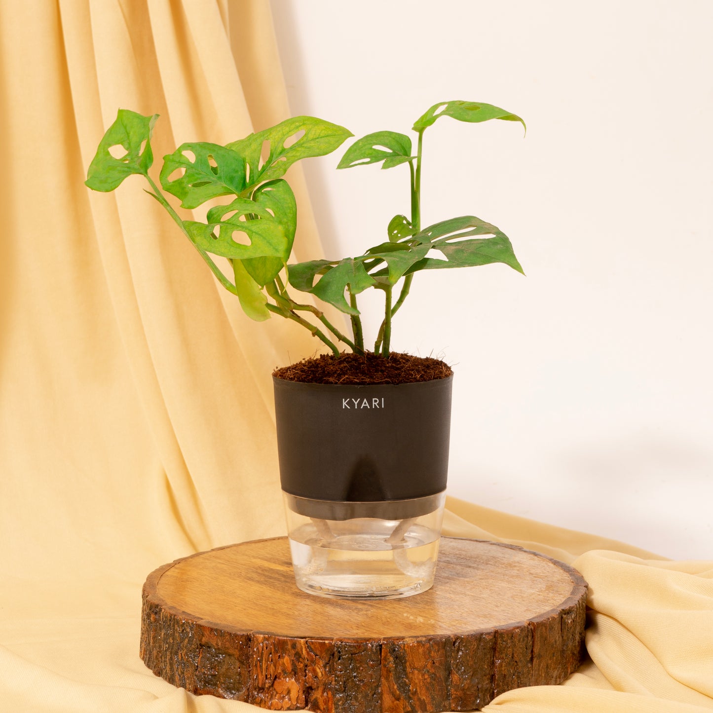 Philodendron Broken Heart Plant With Self Watering Pot