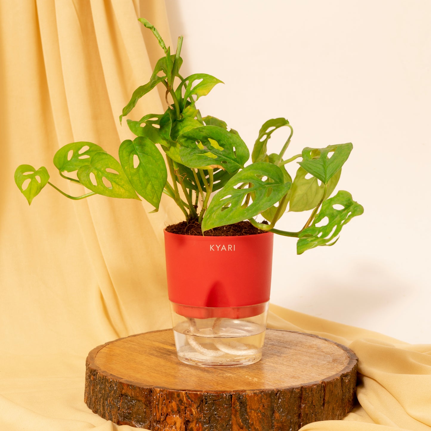 Philodendron Broken Heart Plant With Self Watering Pot