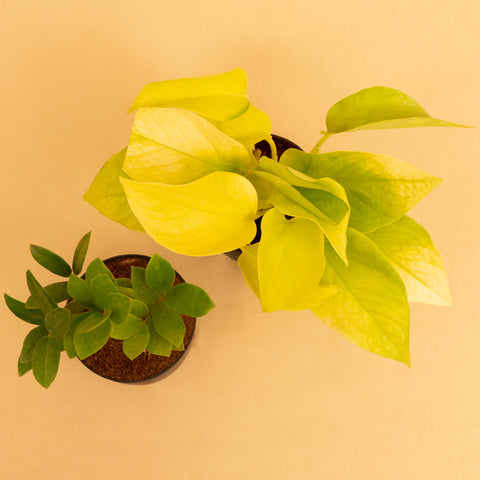 Good Luck Combo of Zamia Green & Golden Money Plant With Self-Watering Pot