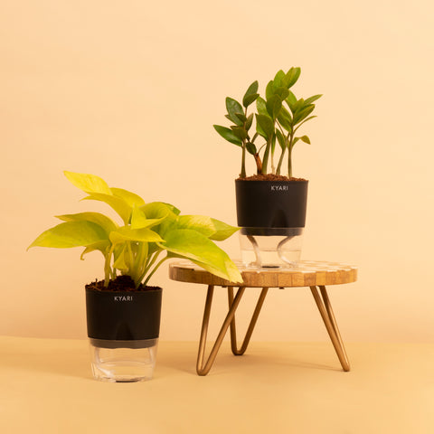 Good Luck Combo of Zamia Green & Golden Money Plant With Self-Watering Pot