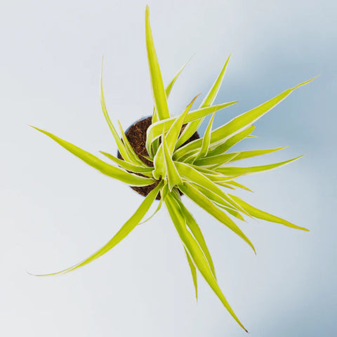 Spider Plant