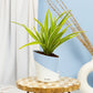 Spider Plant With Elite Self Watering Pot