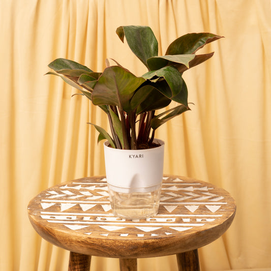 Philodendron Red Plant