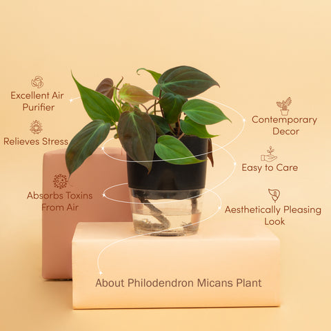 Philodendron Micans Plant BYOB