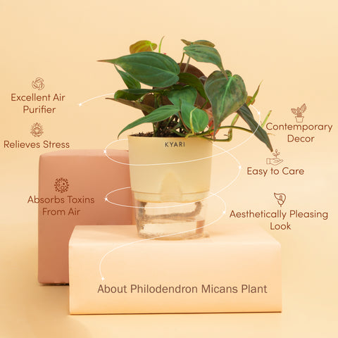 Philodendron Micans Plant BYOB