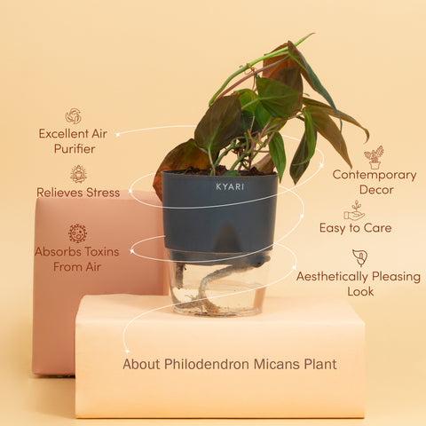 Philodendron Micans Plant BYOB