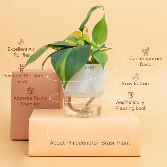 Philodendron Brasil Plant