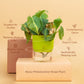 Philodendron Brasil Plant With Self Watering Pot