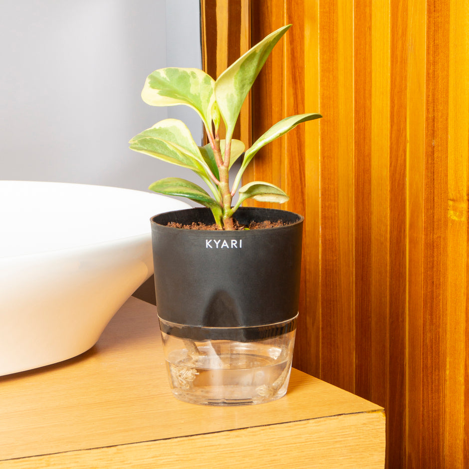 Buy Bright & Cheerful Office Table Plants Online Kyari