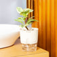 Peperomia Obtusifolia Variegata Plant With Self Watering Pot