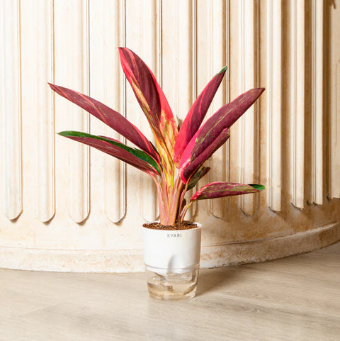 Calathea Triostar Plant