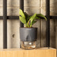 Philodendron Birkin Plant With Self Watering Pot