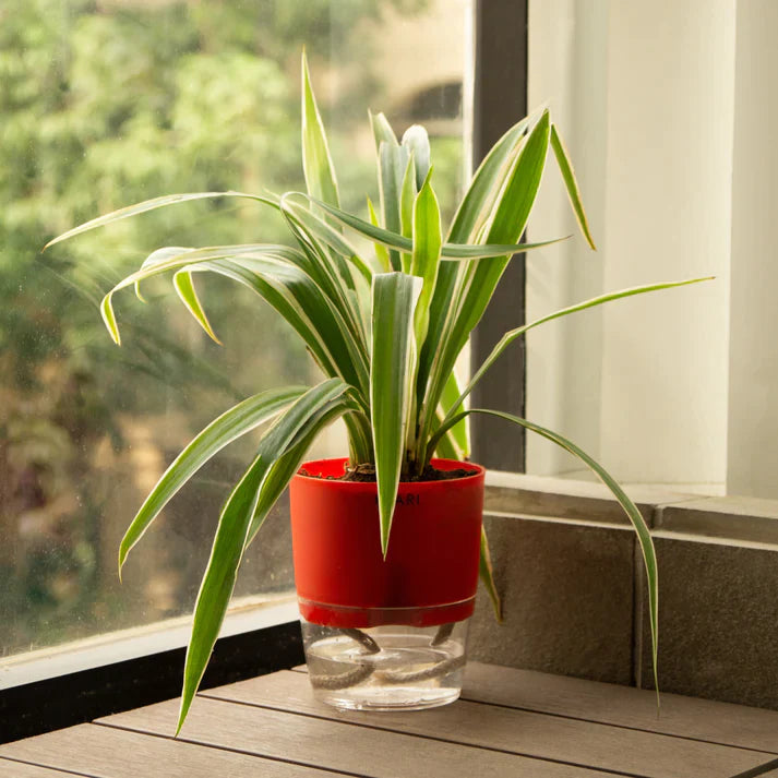 Spider Plant With Self Watering Pot Offer