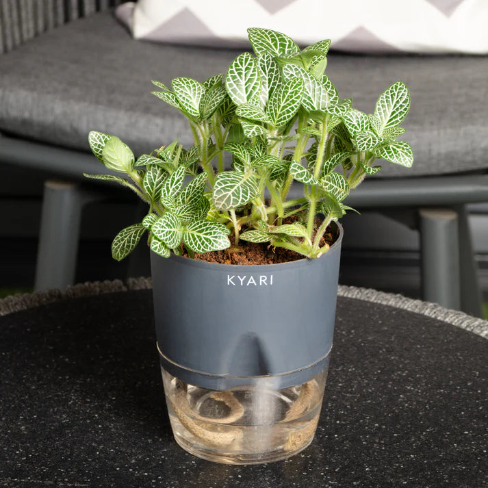 Fittonia Green Plant With Self Watering Pot