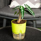 Alocasia Amazonica 'Polly' Plant With Self Watering Pot