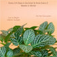 Fittonia Green Plant With Self Watering Pot