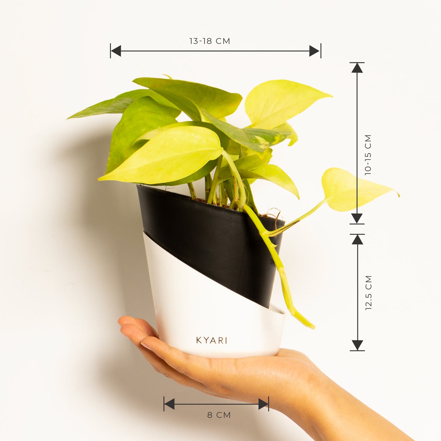 Golden Money Plant With Self Watering Pot