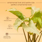 Syngonium Pixie White Butterfly