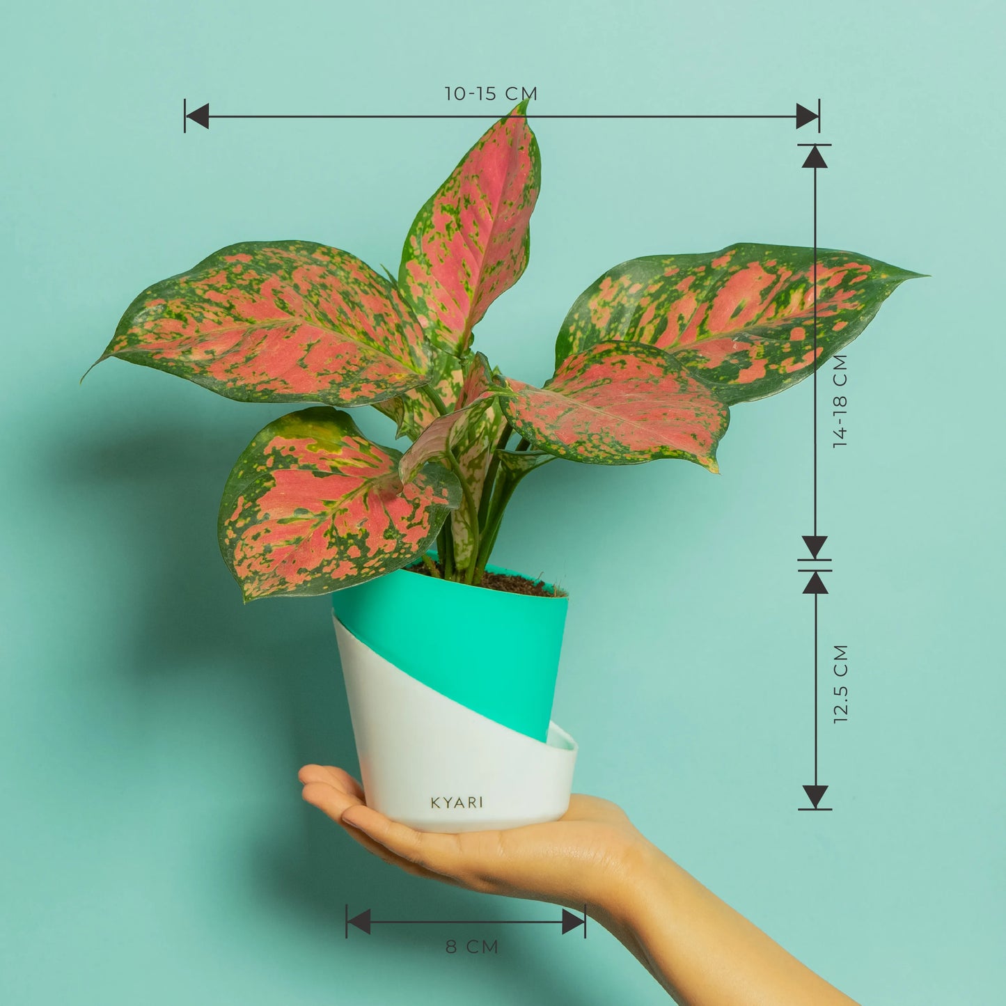 Aglaonema Pink Valentine with Self-Watering Pot
