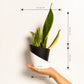 Sansevieria Futura Superba Snake Plant With Self Watering Pot
