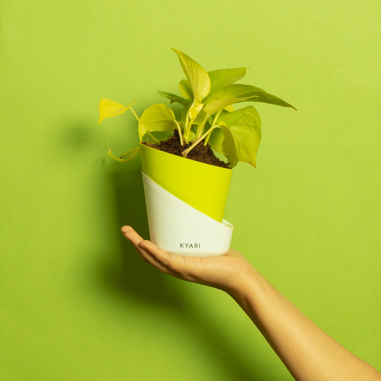 Golden Money Plant With Self Watering Pot