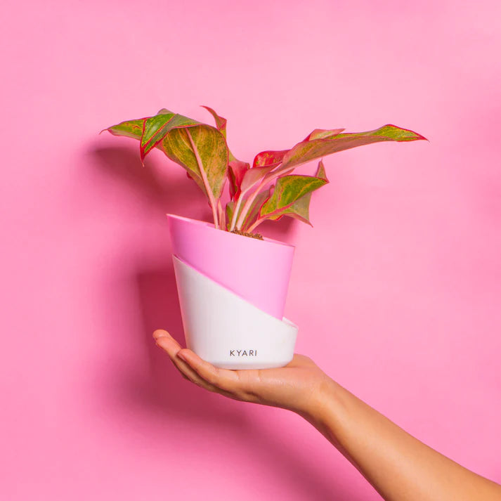 Elite Collection Combo of Baby Pink Self-Watering Pots